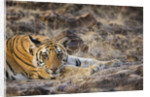 Bengal Tiger Cub Lying on Rocky Ground by Anonymous