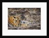 Bengal Tiger Cub Lying on Rocky Ground by Anonymous