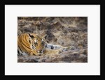 Bengal Tiger Cub Lying on Rocky Ground by Anonymous