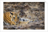 Bengal Tiger Cub Lying on Rocky Ground by Anonymous