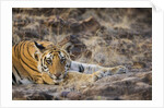 Bengal Tiger Cub Lying on Rocky Ground by Anonymous