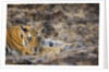 Bengal Tiger Cub Lying on Rocky Ground by Anonymous