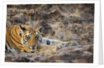 Bengal Tiger Cub Lying on Rocky Ground by Anonymous