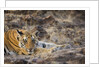 Bengal Tiger Cub Lying on Rocky Ground by Anonymous