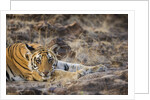 Bengal Tiger Cub Lying on Rocky Ground by Anonymous