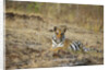 Bengal Tiger Cub Resting on Rocky Ground by Anonymous