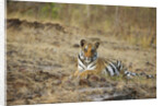 Bengal Tiger Cub Resting on Rocky Ground by Anonymous