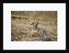 Bengal Tiger Cub Resting on Rocky Ground by Anonymous