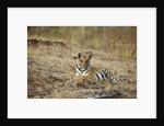 Bengal Tiger Cub Resting on Rocky Ground by Anonymous