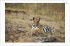 Bengal Tiger Cub Resting on Rocky Ground by Anonymous