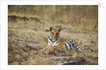 Bengal Tiger Cub Resting on Rocky Ground by Anonymous