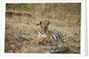 Bengal Tiger Cub Resting on Rocky Ground by Anonymous