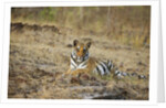 Bengal Tiger Cub Resting on Rocky Ground by Anonymous