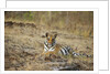 Bengal Tiger Cub Resting on Rocky Ground by Anonymous