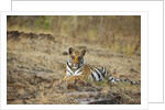 Bengal Tiger Cub Resting on Rocky Ground by Anonymous