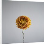 Orange Flower by Anonymous