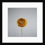 Orange Flower by Anonymous