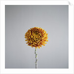 Orange Flower by Anonymous