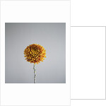 Orange Flower by Anonymous