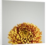 Orange Flower by Anonymous