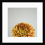 Orange Flower by Anonymous