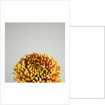 Orange Flower by Anonymous