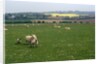 Sheep in Meadow in England by Anonymous