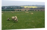 Sheep in Meadow in England by Anonymous