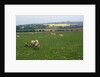 Sheep in Meadow in England by Anonymous