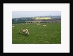 Sheep in Meadow in England by Anonymous