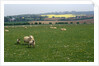 Sheep in Meadow in England by Anonymous