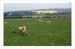 Sheep in Meadow in England by Anonymous