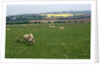 Sheep in Meadow in England by Anonymous