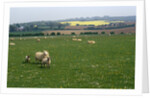 Sheep in Meadow in England by Anonymous
