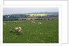 Sheep in Meadow in England by Anonymous