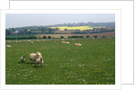 Sheep in Meadow in England by Anonymous