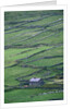 Cottage and Farm at Garraun Point by Anonymous