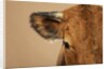 Cow's Face by Anonymous