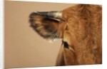 Cow's Face by Anonymous