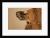 Cow's Face by Anonymous