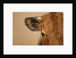 Cow's Face by Anonymous