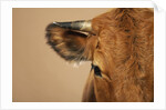 Cow's Face by Anonymous