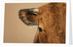Cow's Face by Anonymous