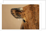 Cow's Face by Anonymous