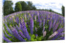 Russel Lupine in large field in Olso Norway near the airport. by Anonymous