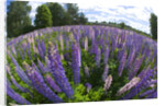 Russel Lupine in large field in Olso Norway near the airport. by Anonymous