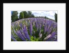 Russel Lupine in large field in Olso Norway near the airport. by Anonymous