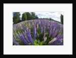 Russel Lupine in large field in Olso Norway near the airport. by Anonymous