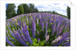 Russel Lupine in large field in Olso Norway near the airport. by Anonymous