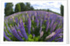 Russel Lupine in large field in Olso Norway near the airport. by Anonymous